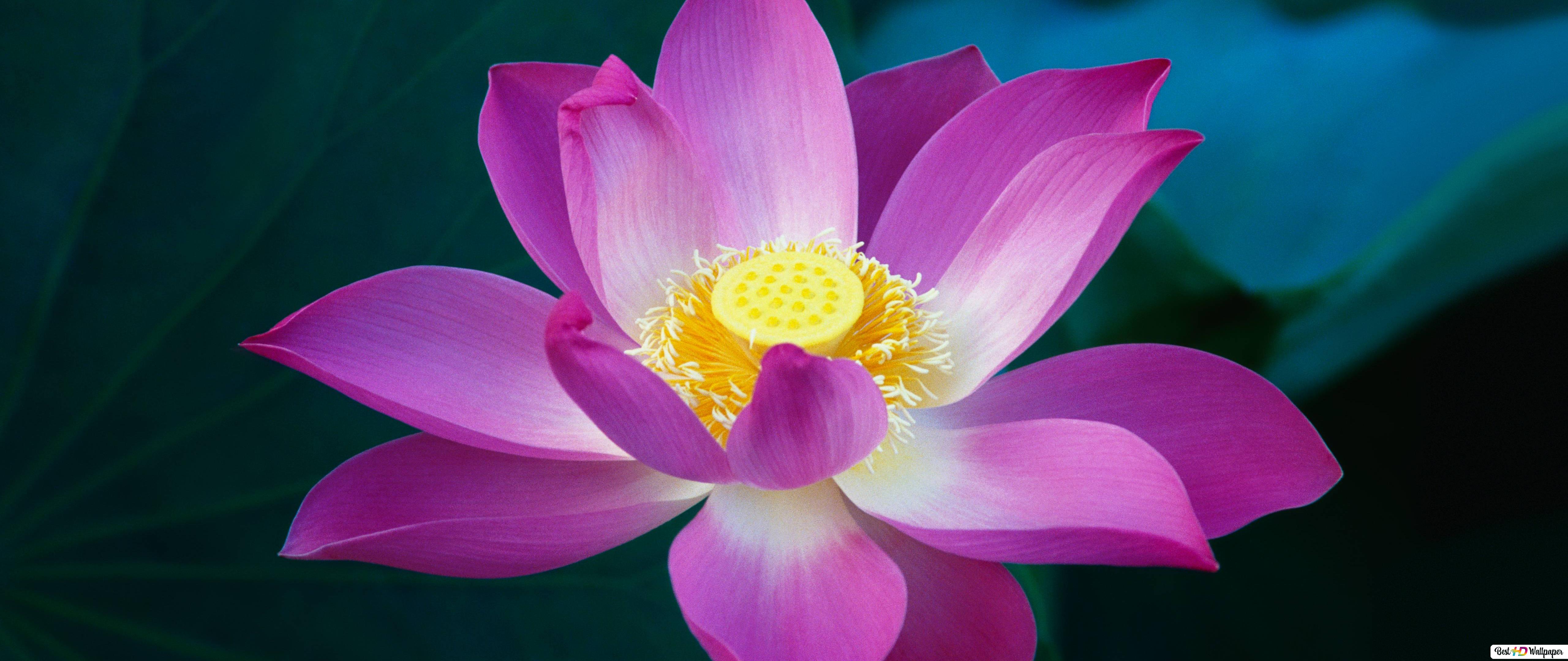 Wallpaper Lotus Flower Wallpapers