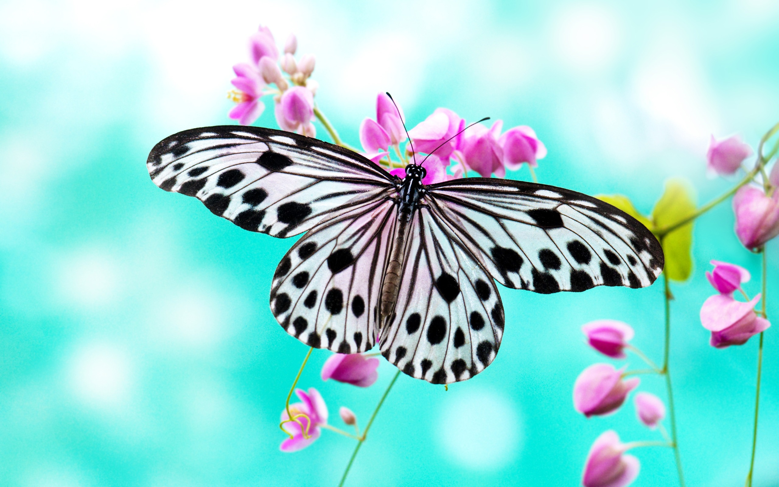 Wallpaper Love Girly Butterfly Wallpapers