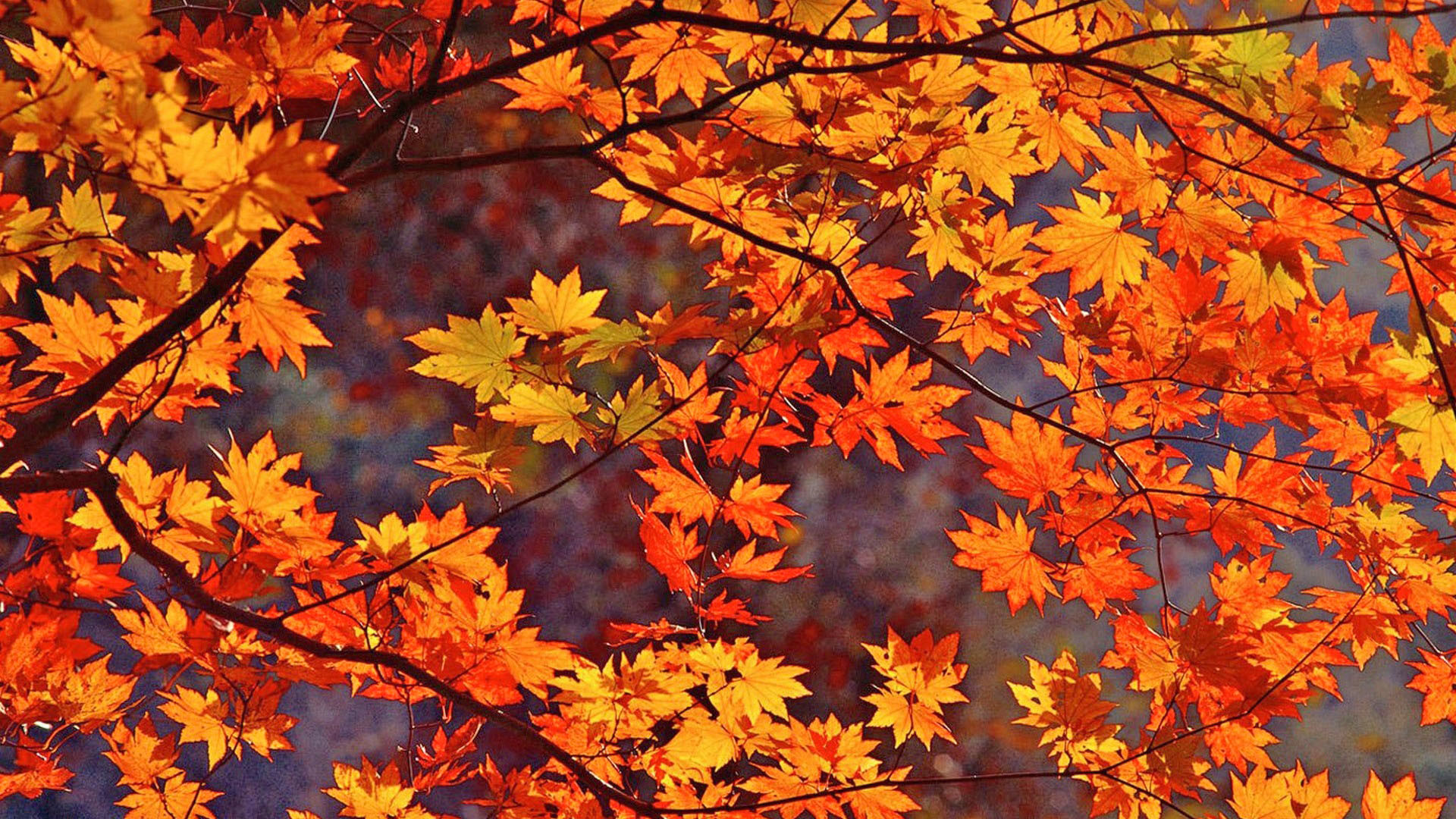 Wallpaper New England Fall Wallpapers