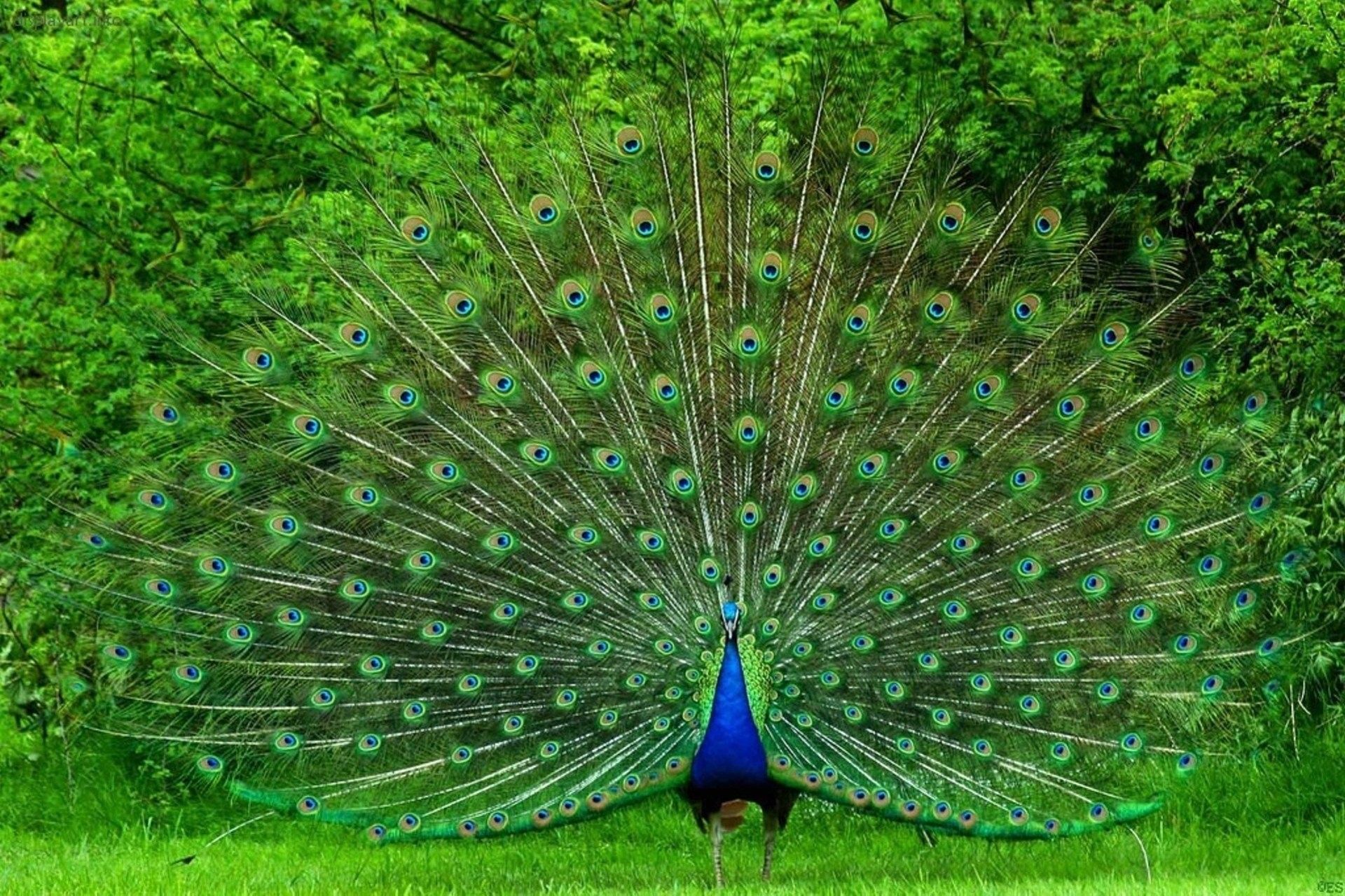 Wallpaper Peacock Wallpapers