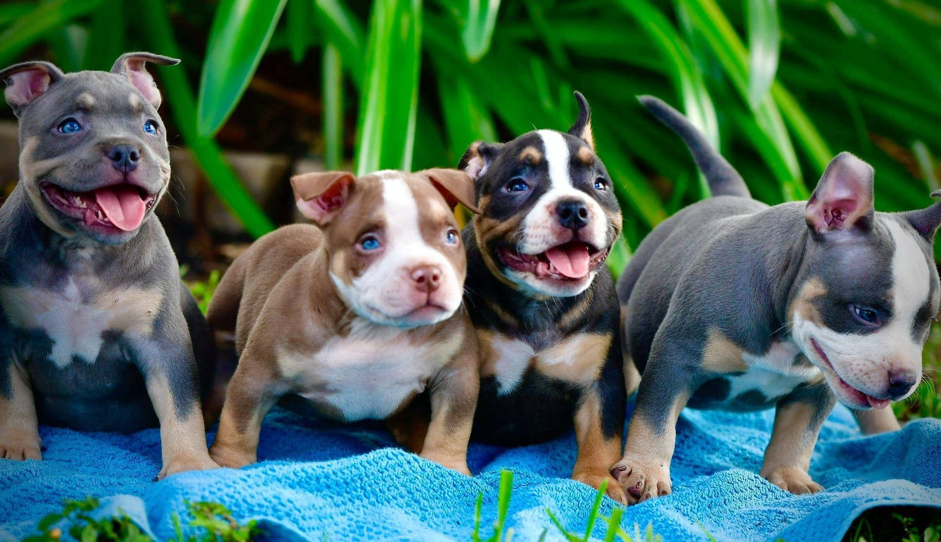 Wallpaper Pit Bulls Wallpapers