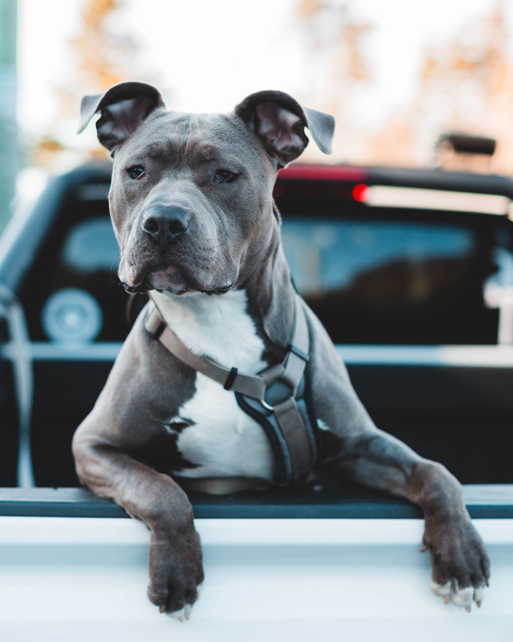 Wallpaper Pit Bulls Wallpapers