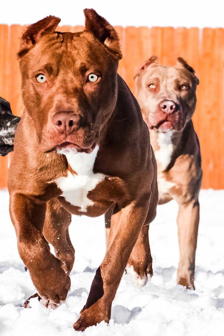 Wallpaper Pit Bulls Wallpapers