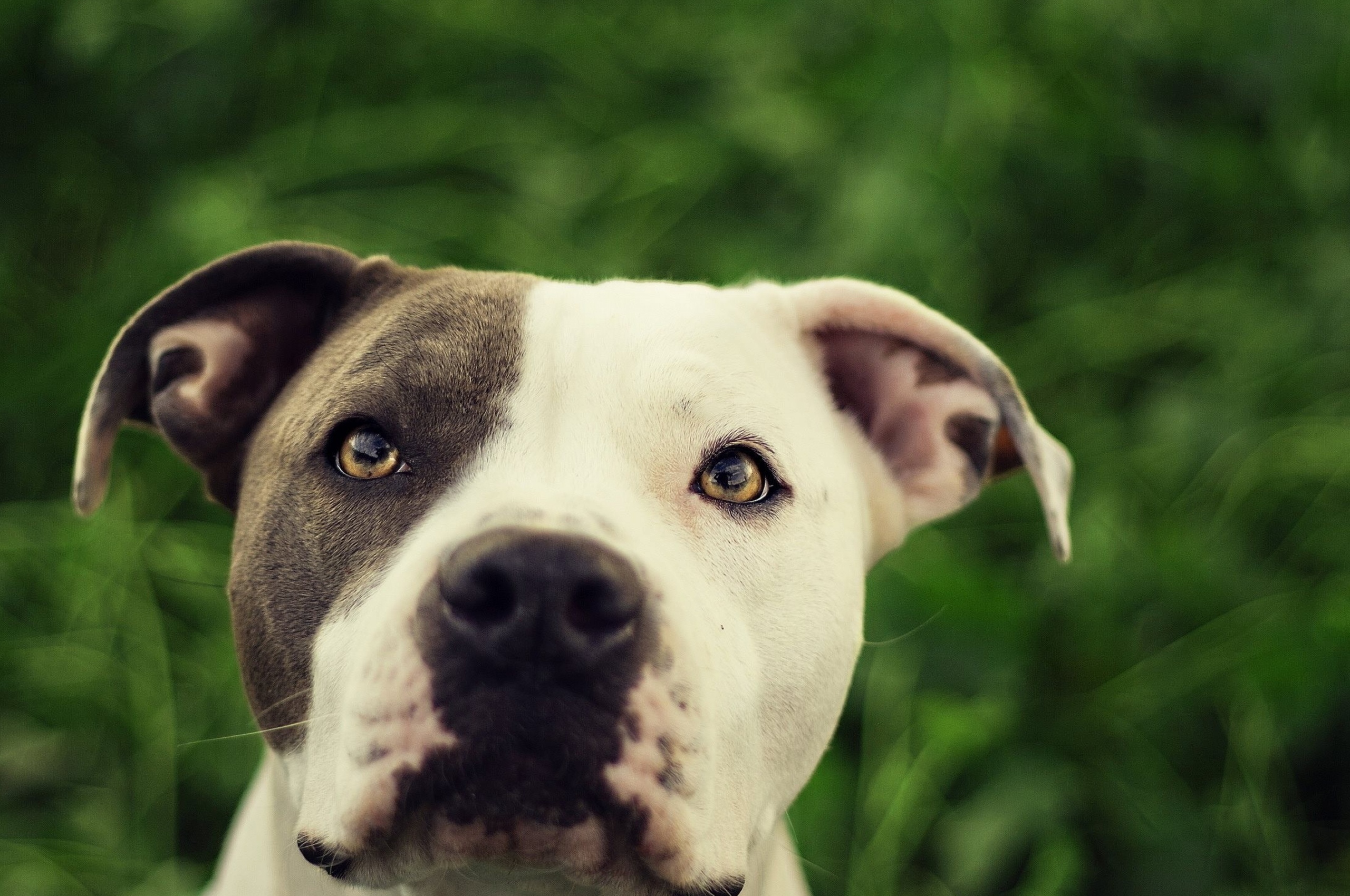 Wallpaper Pit Bulls Wallpapers