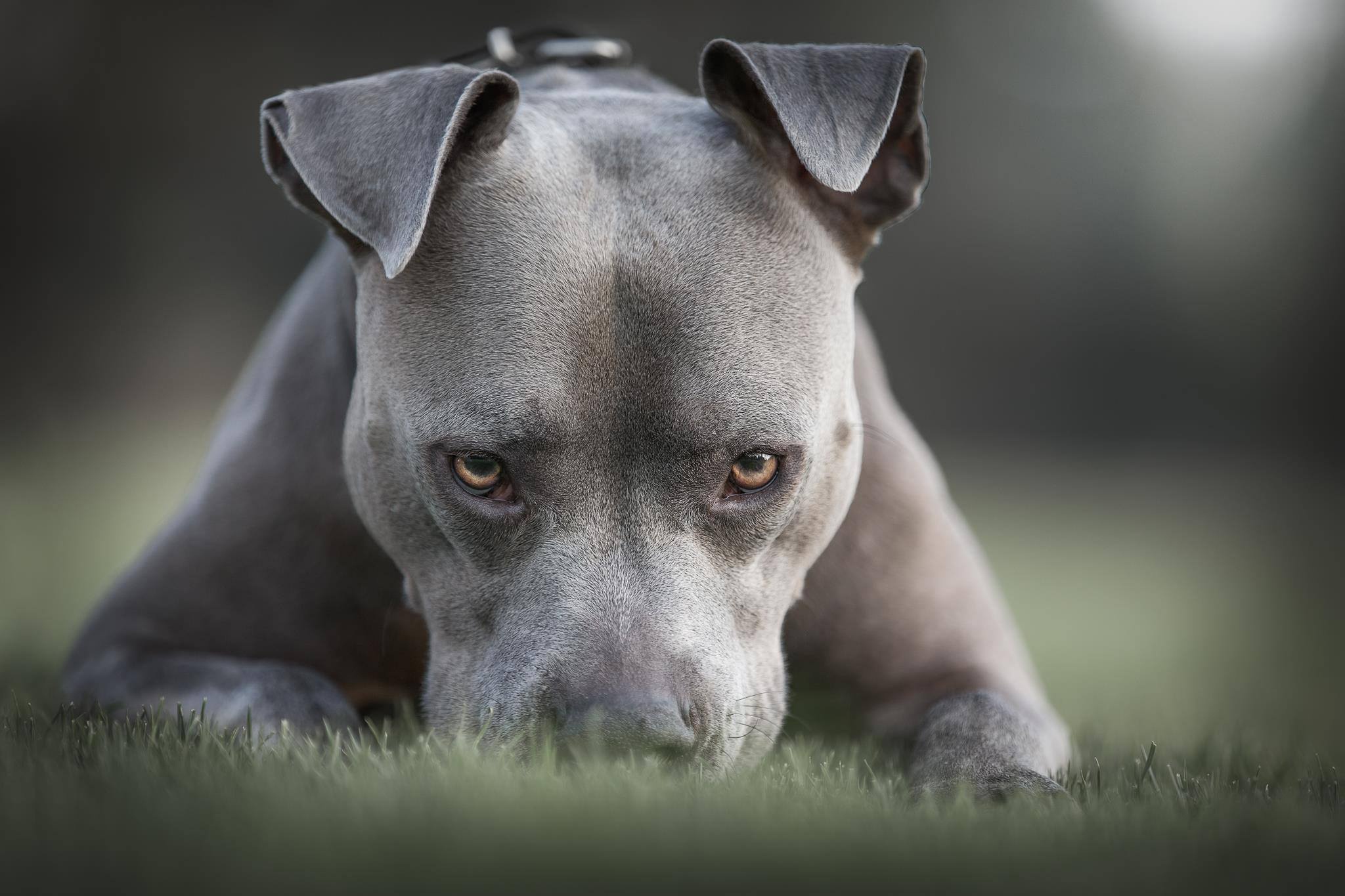 Wallpaper Pit Bulls Wallpapers