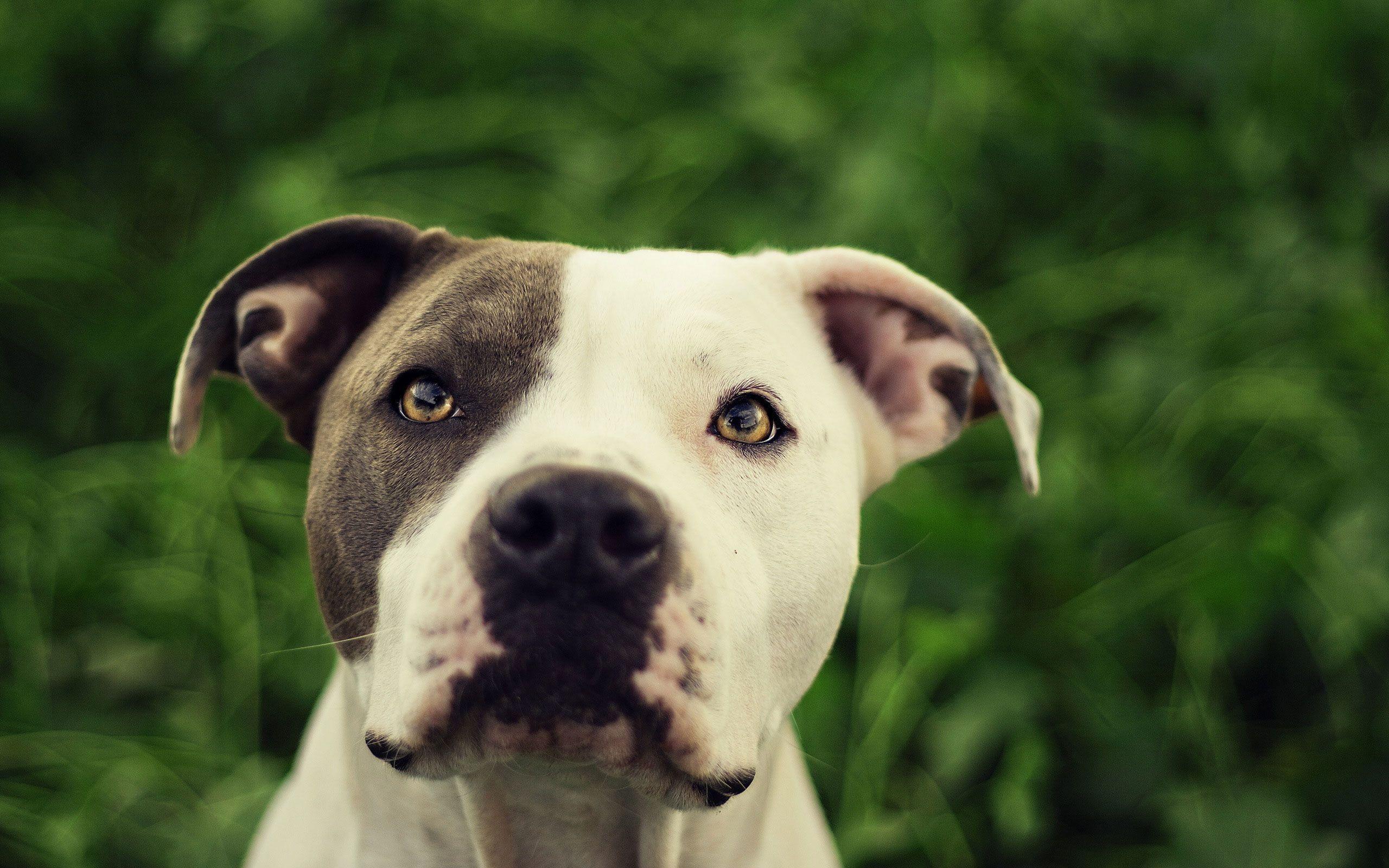 Wallpaper Pit Bulls Wallpapers