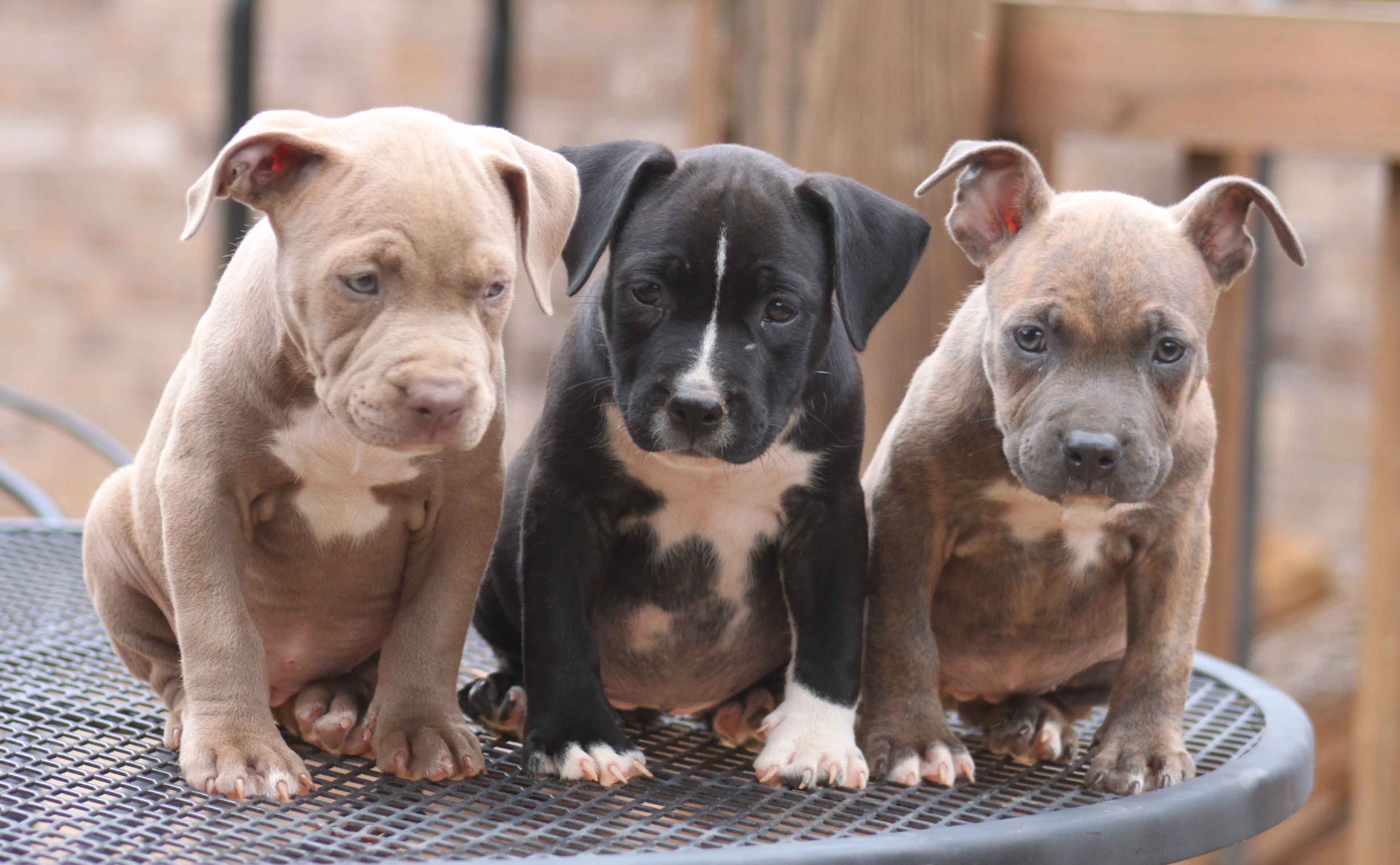 Wallpaper Pit Bulls Wallpapers