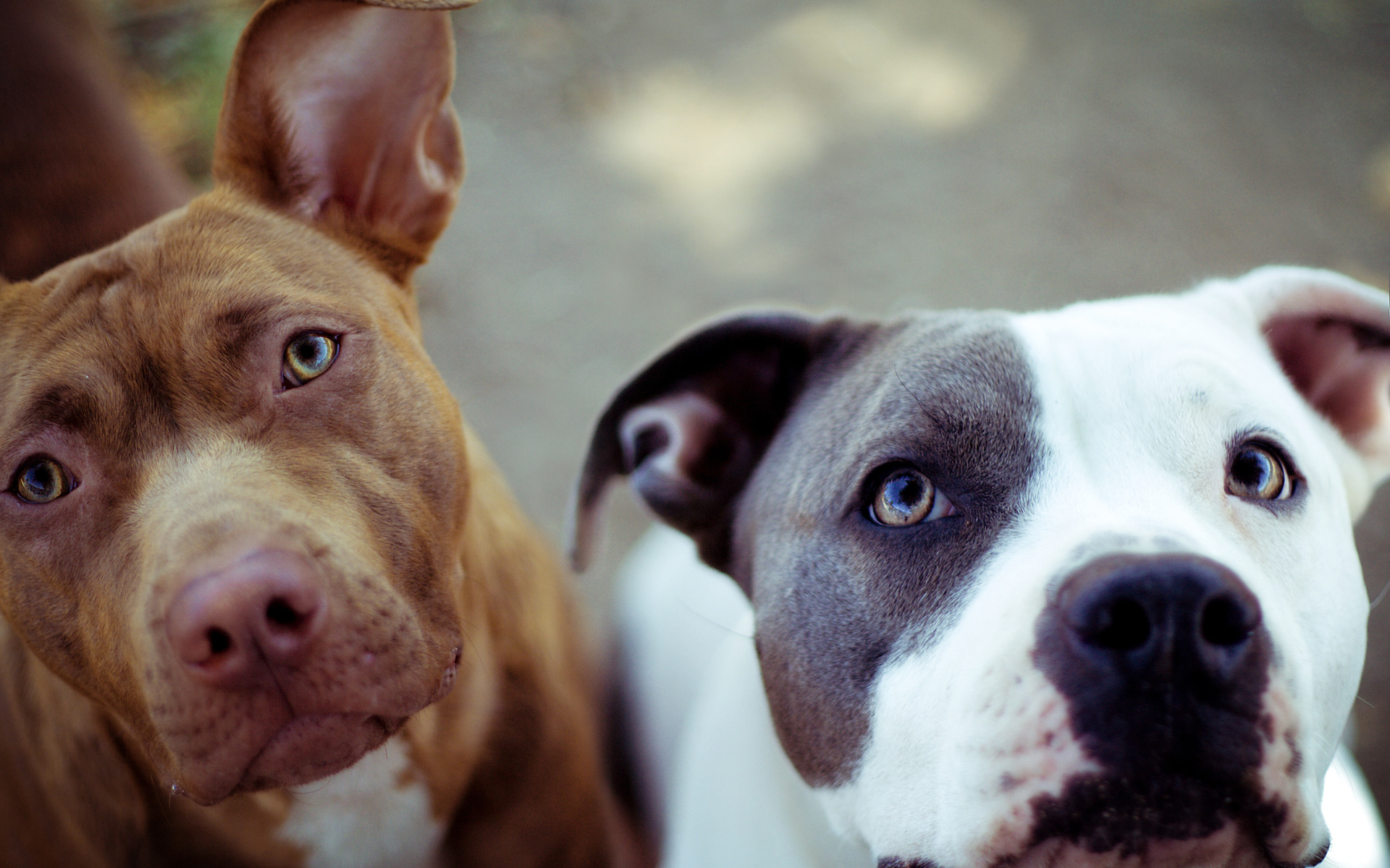 Wallpaper Pit Bulls Wallpapers