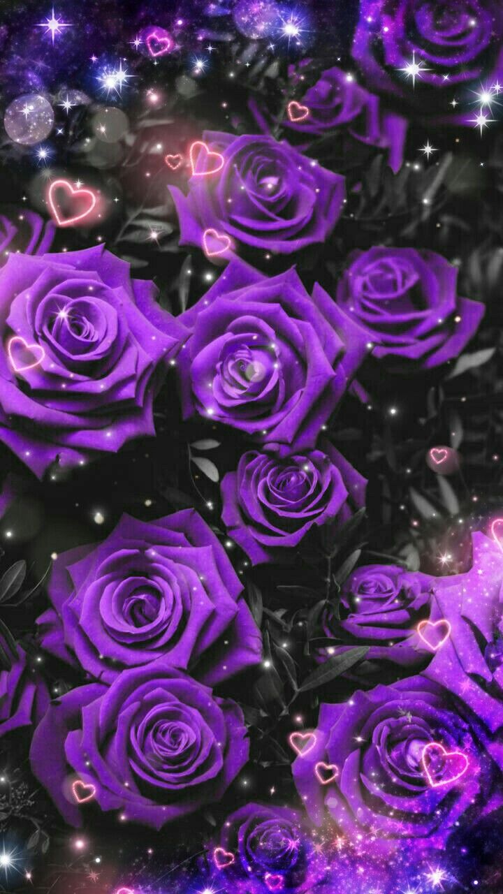 Wallpaper Purple Roses Wallpapers