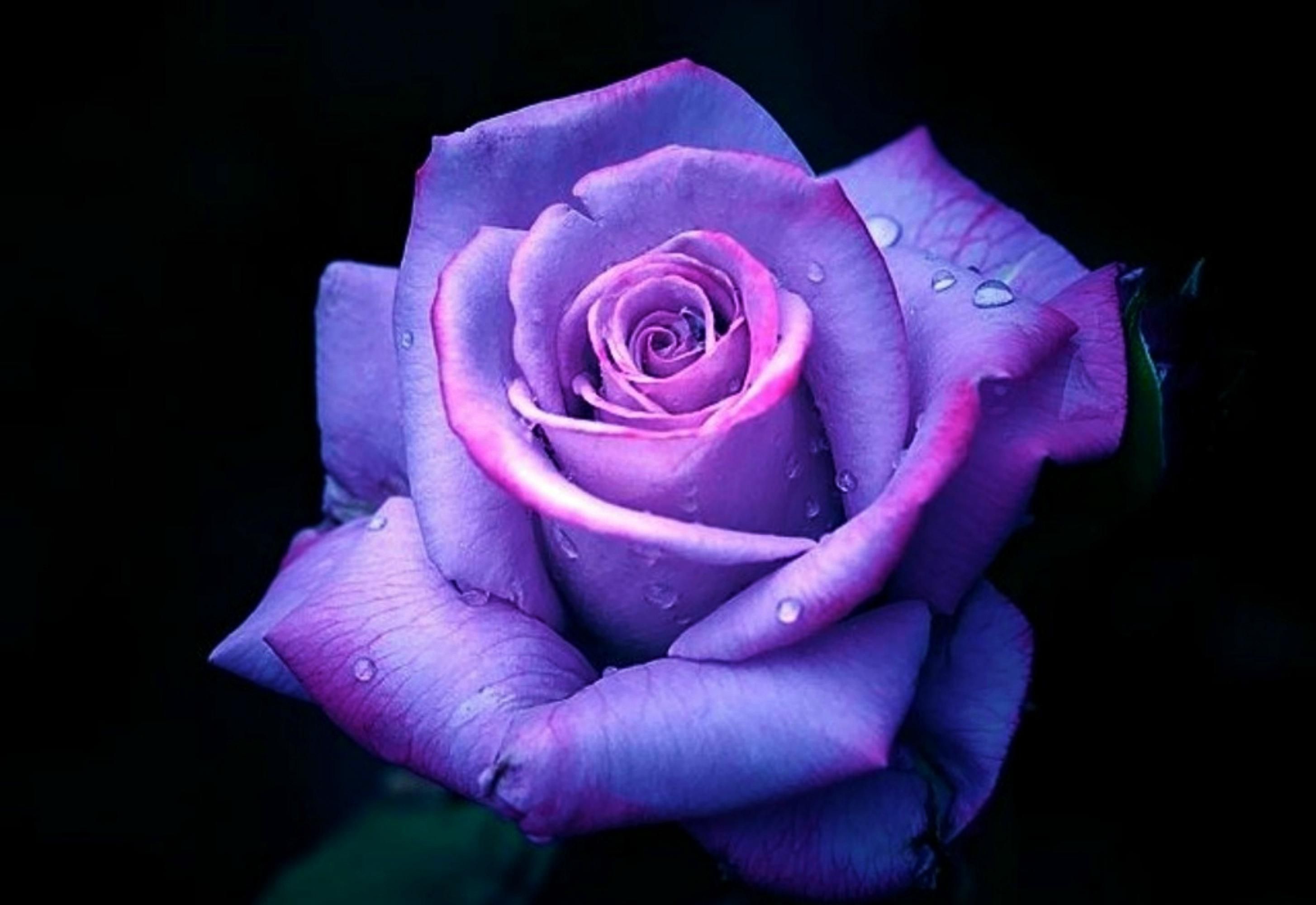 Wallpaper Purple Roses Wallpapers