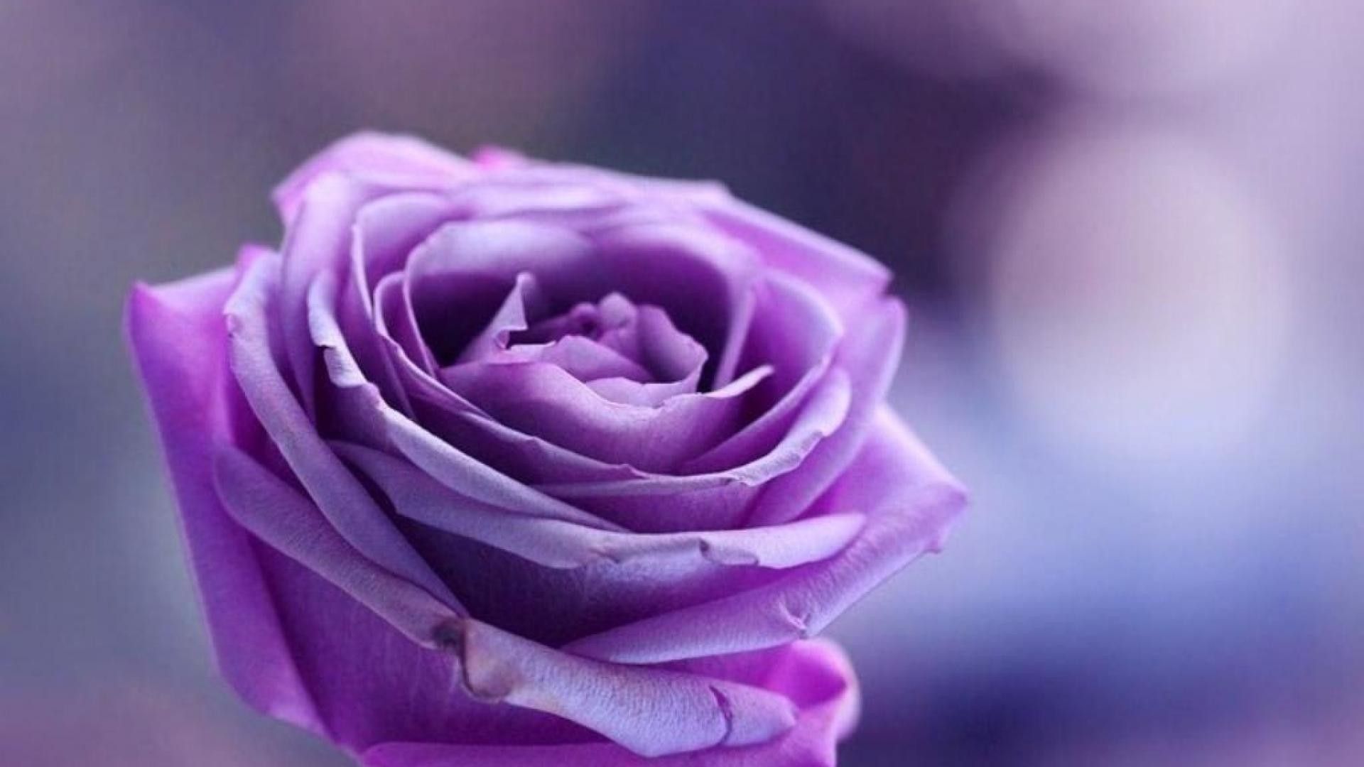 Wallpaper Purple Roses Wallpapers