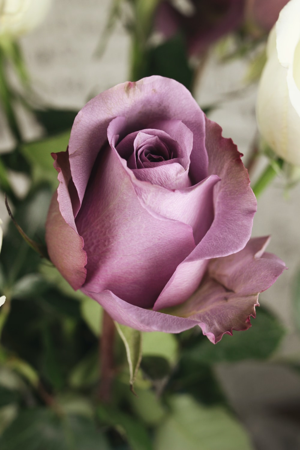 Wallpaper Purple Roses Wallpapers