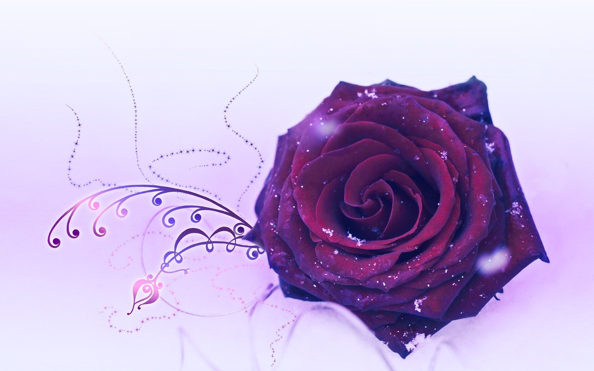 Wallpaper Purple Roses Wallpapers