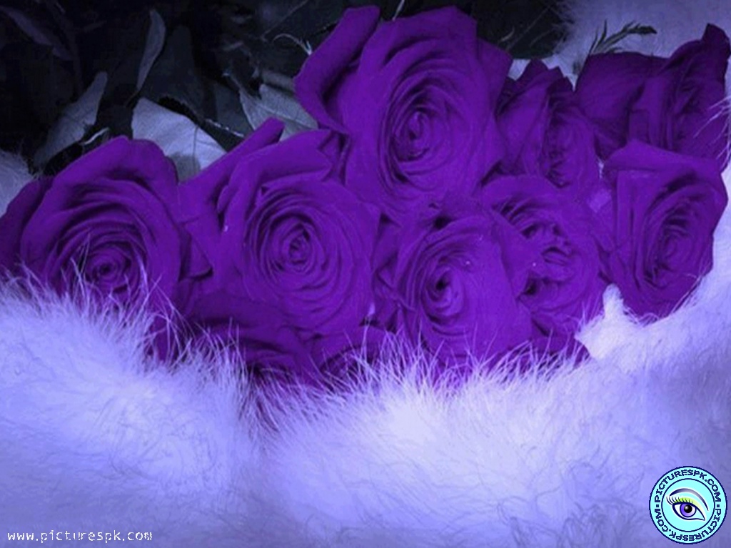 Wallpaper Purple Roses Wallpapers