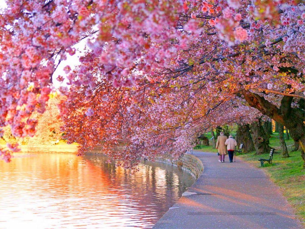 Wallpaper Red Cherry Blossom Wallpapers