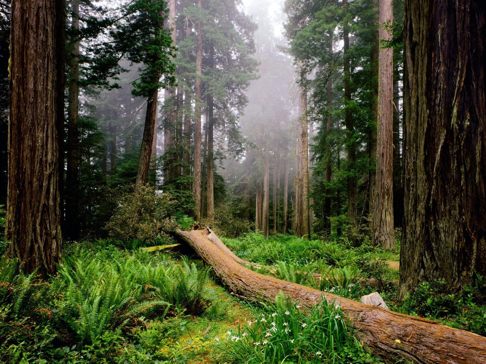 Wallpaper Redwood Forest Wallpapers