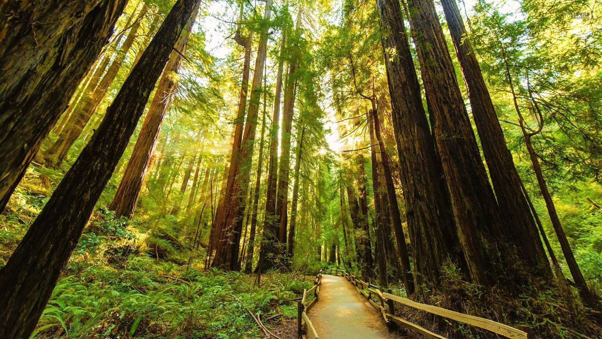 Wallpaper Redwood Forest Wallpapers