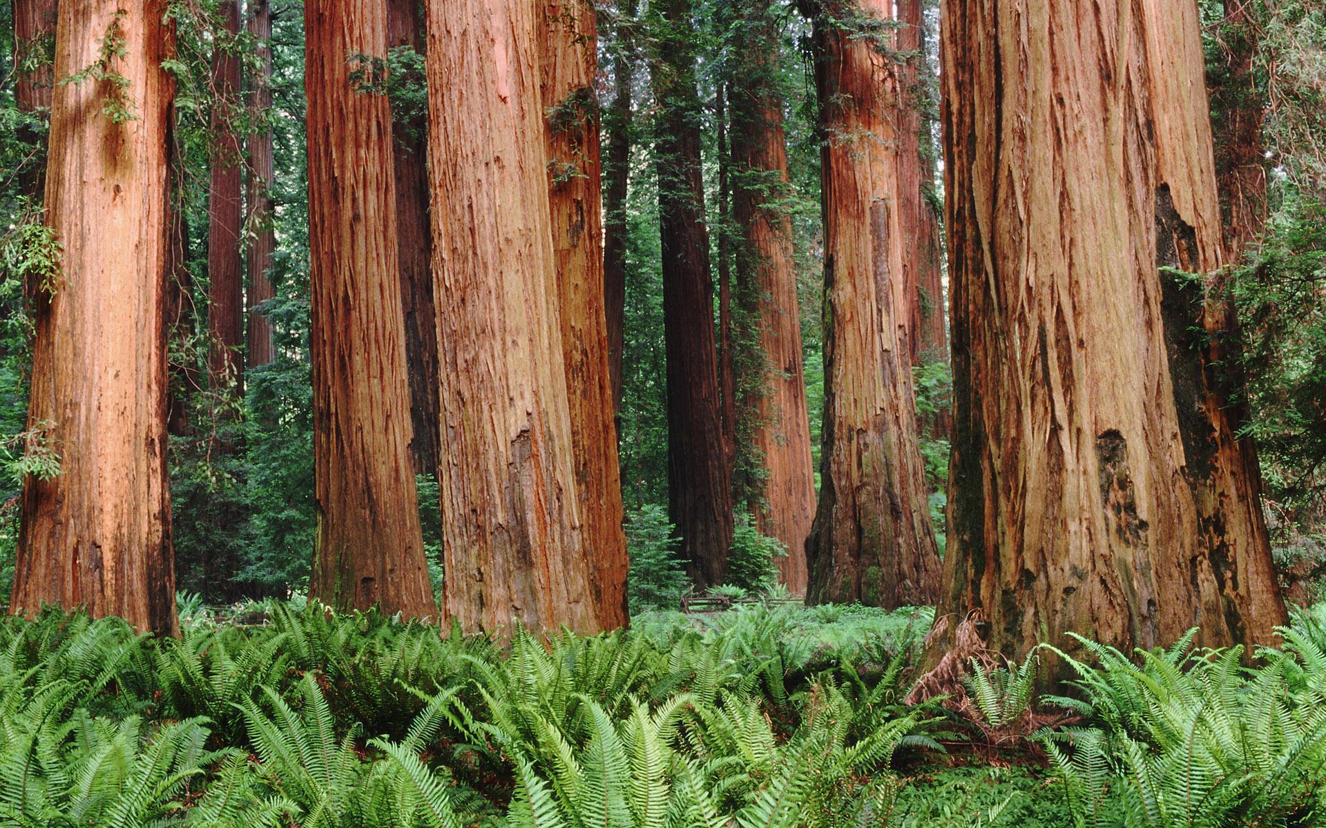 Wallpaper Redwood Forest Wallpapers