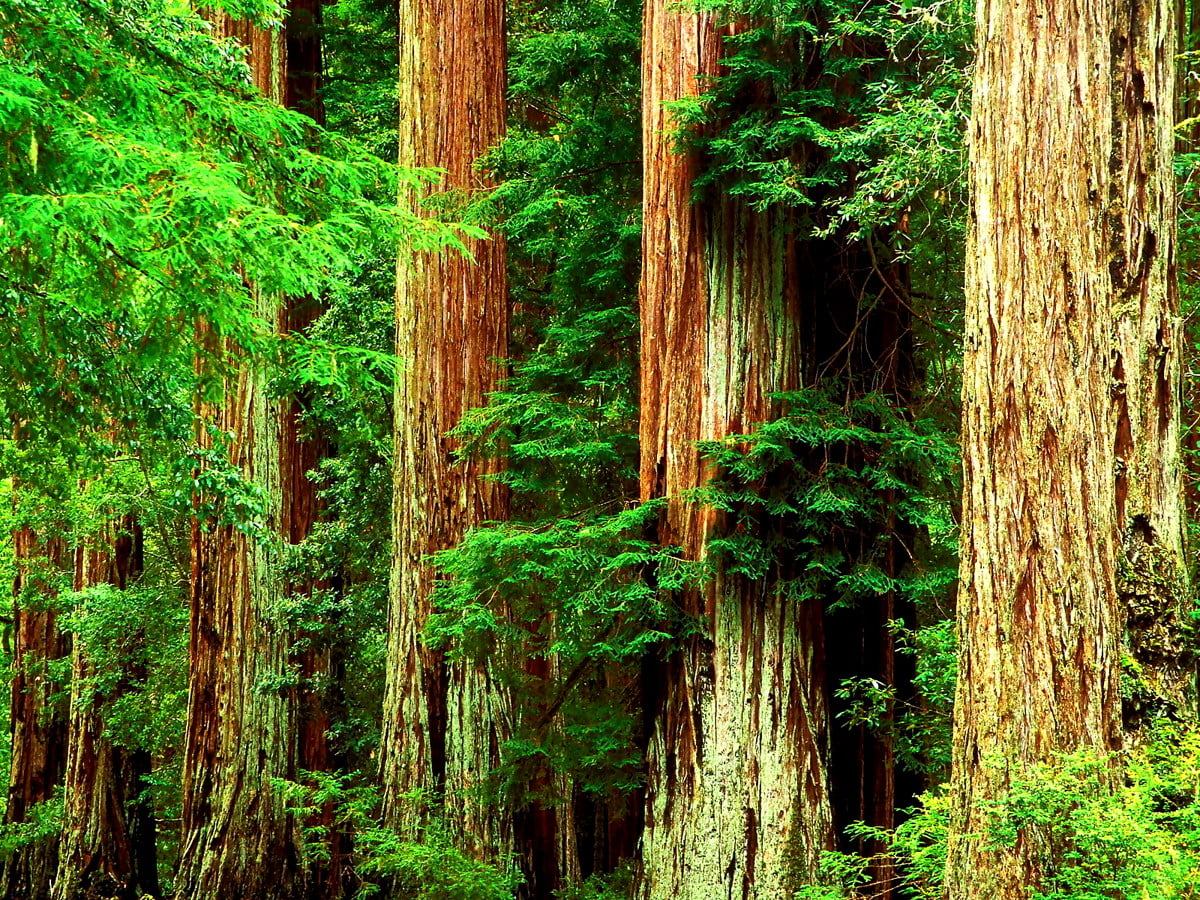 Wallpaper Redwood Forest Wallpapers