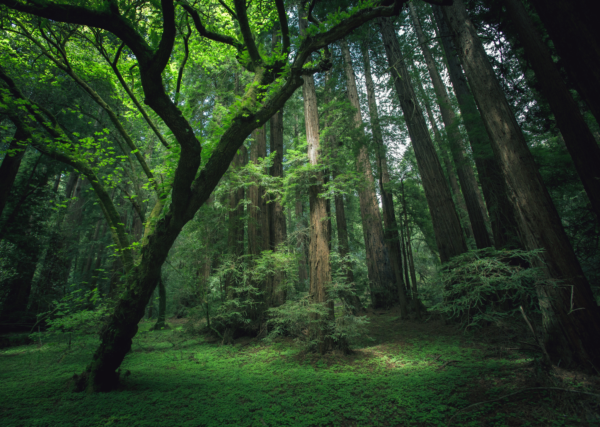 Wallpaper Redwood Forest Wallpapers