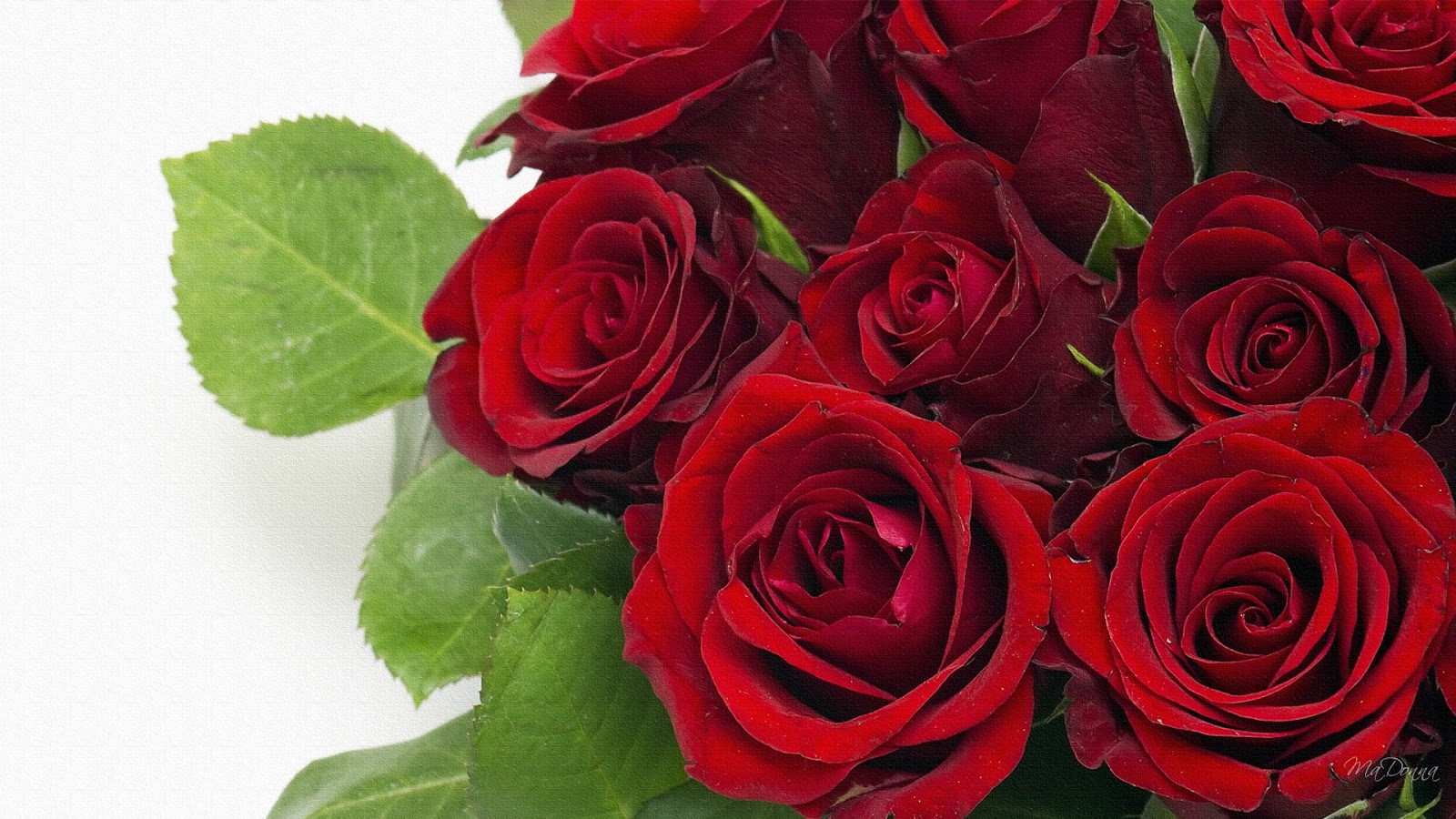 Wallpaper Rose Red Wallpapers