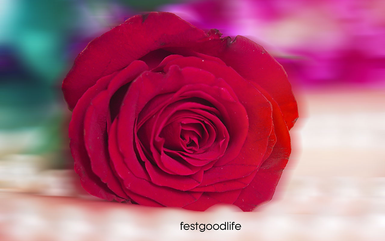 Wallpaper Rose Red Wallpapers