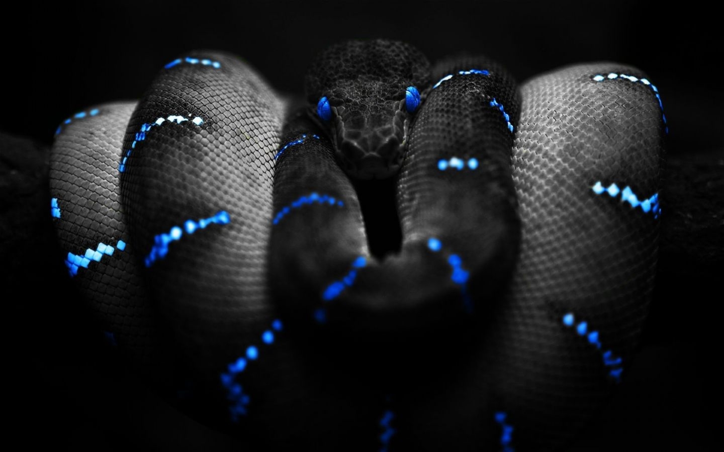 Wallpaper Snake 3D Wallpapers