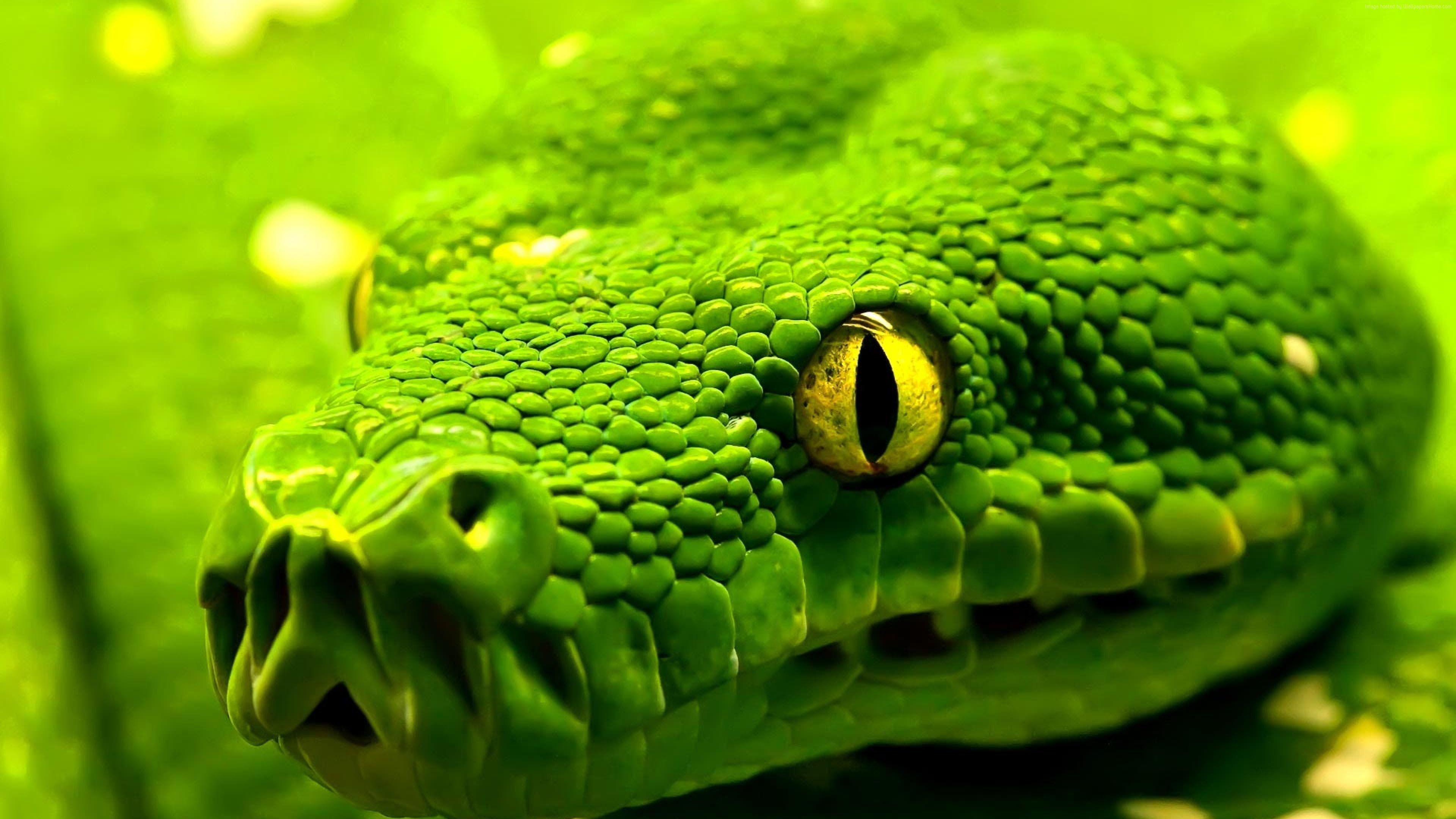 Wallpaper Snake 3D Wallpapers