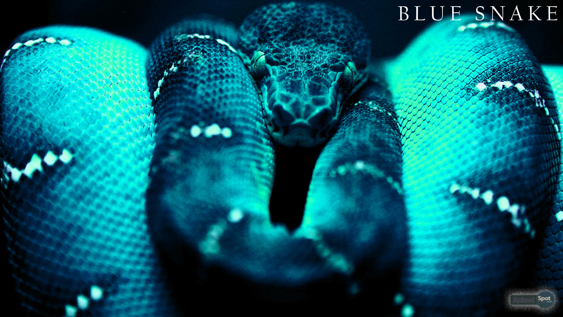 Wallpaper Snake 3D Wallpapers