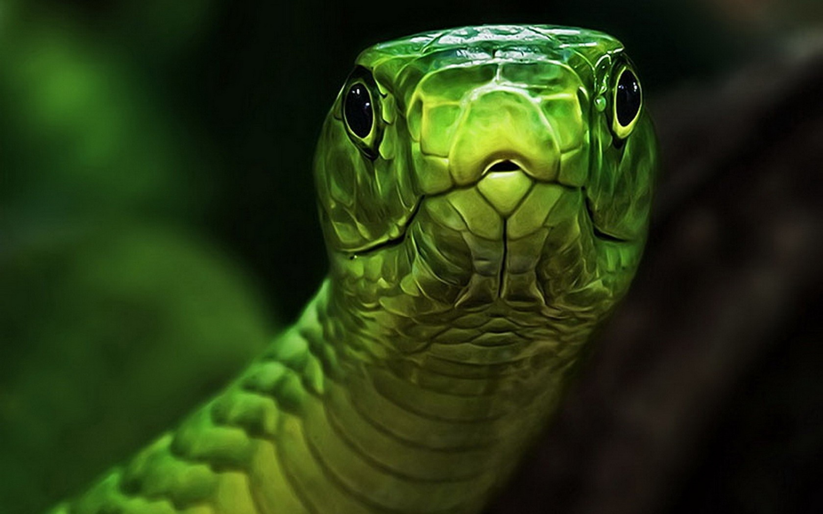 Wallpaper Snake 3D Wallpapers