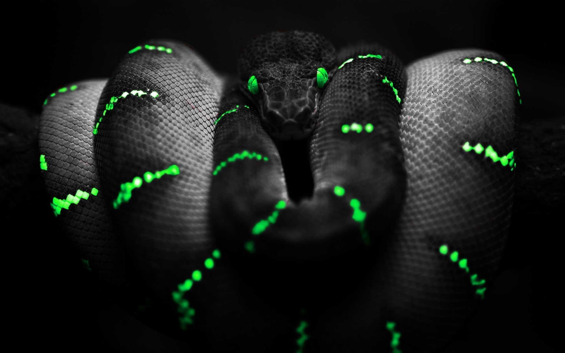 Wallpaper Snake 3D Wallpapers