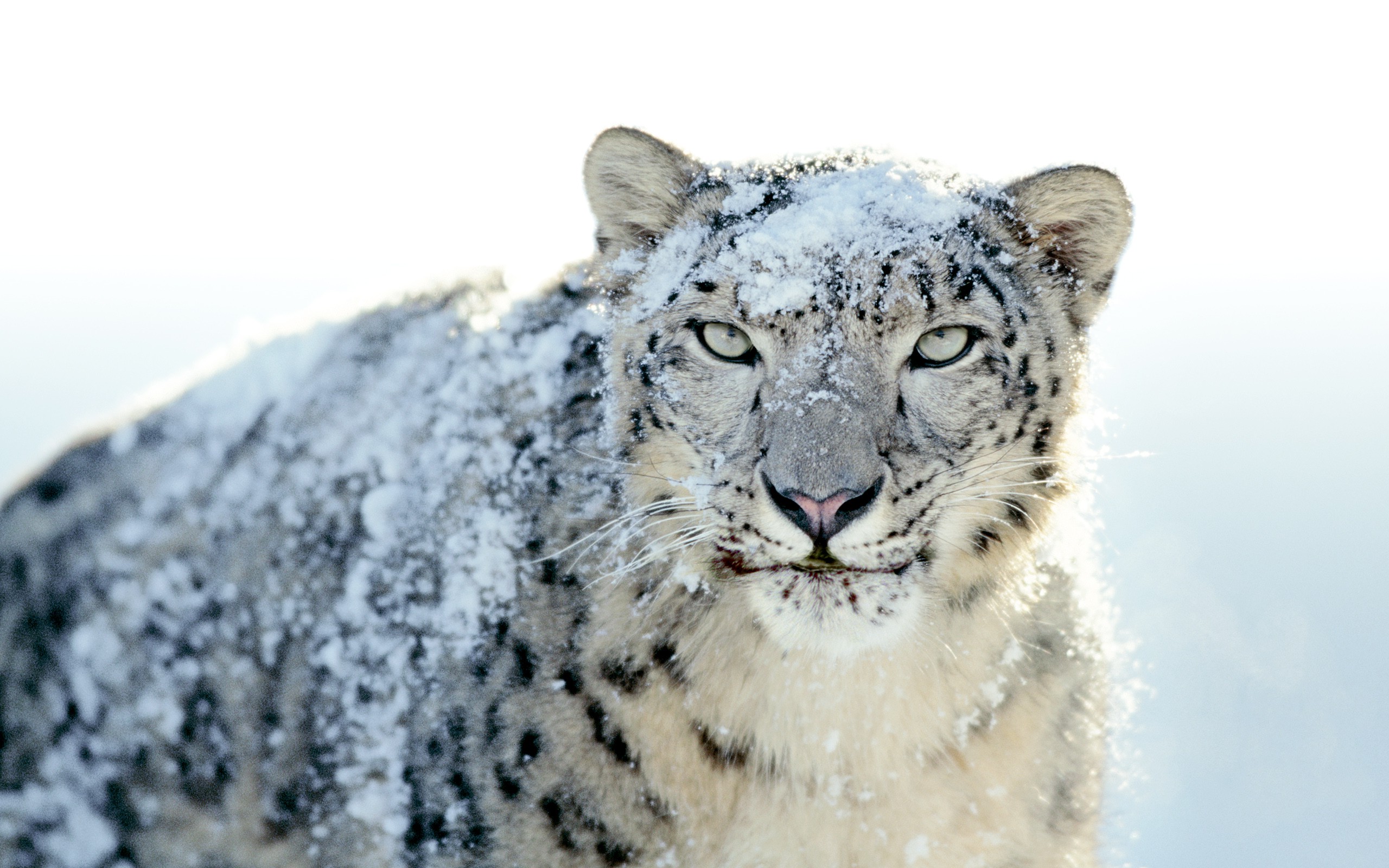 Wallpaper Snow Leopard Wallpapers