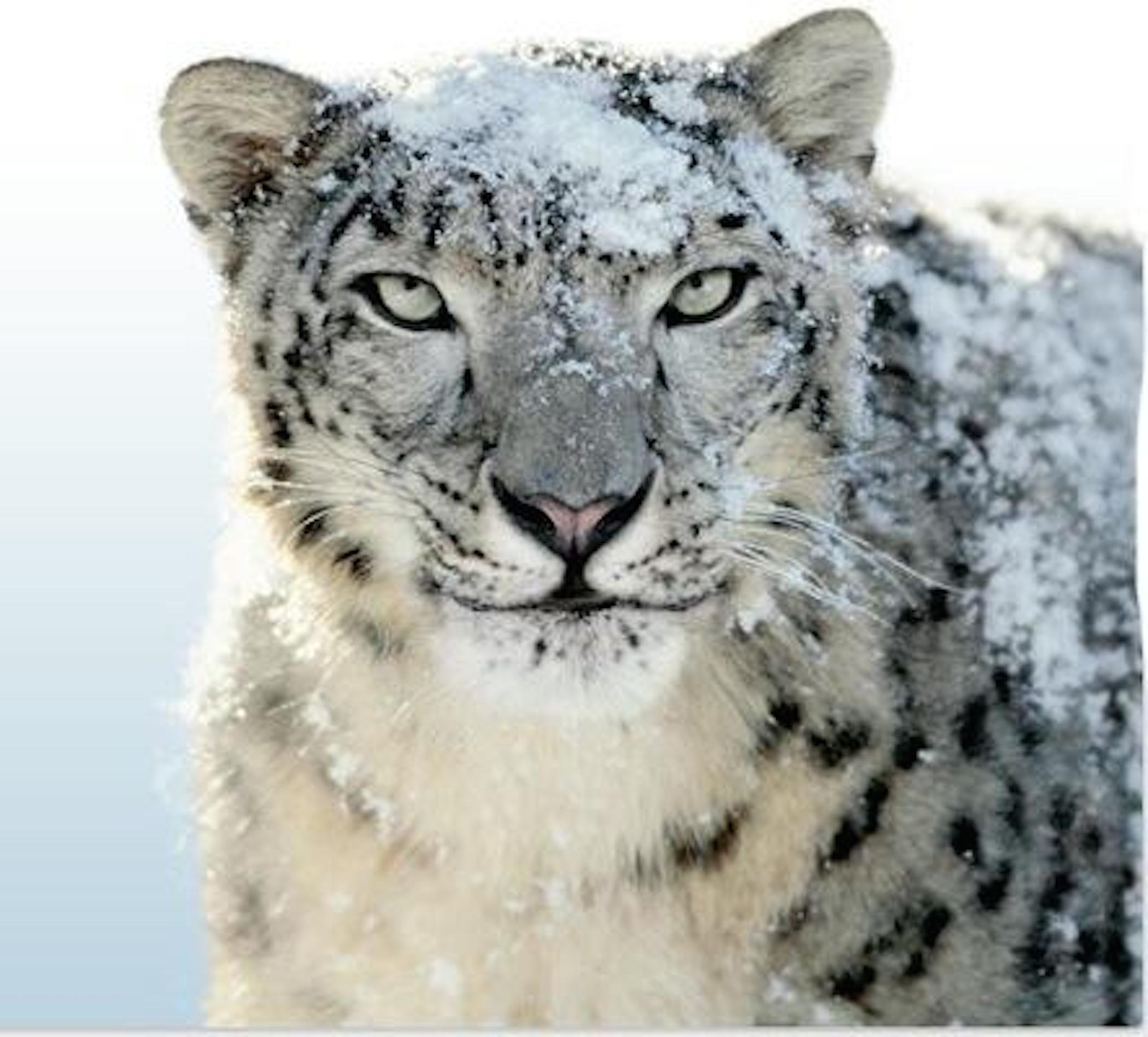 Wallpaper Snow Leopard Wallpapers