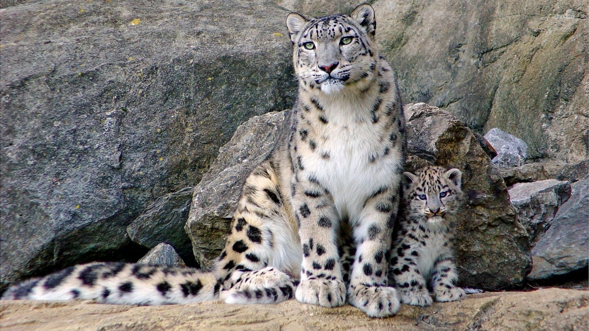 Wallpaper Snow Leopard Wallpapers