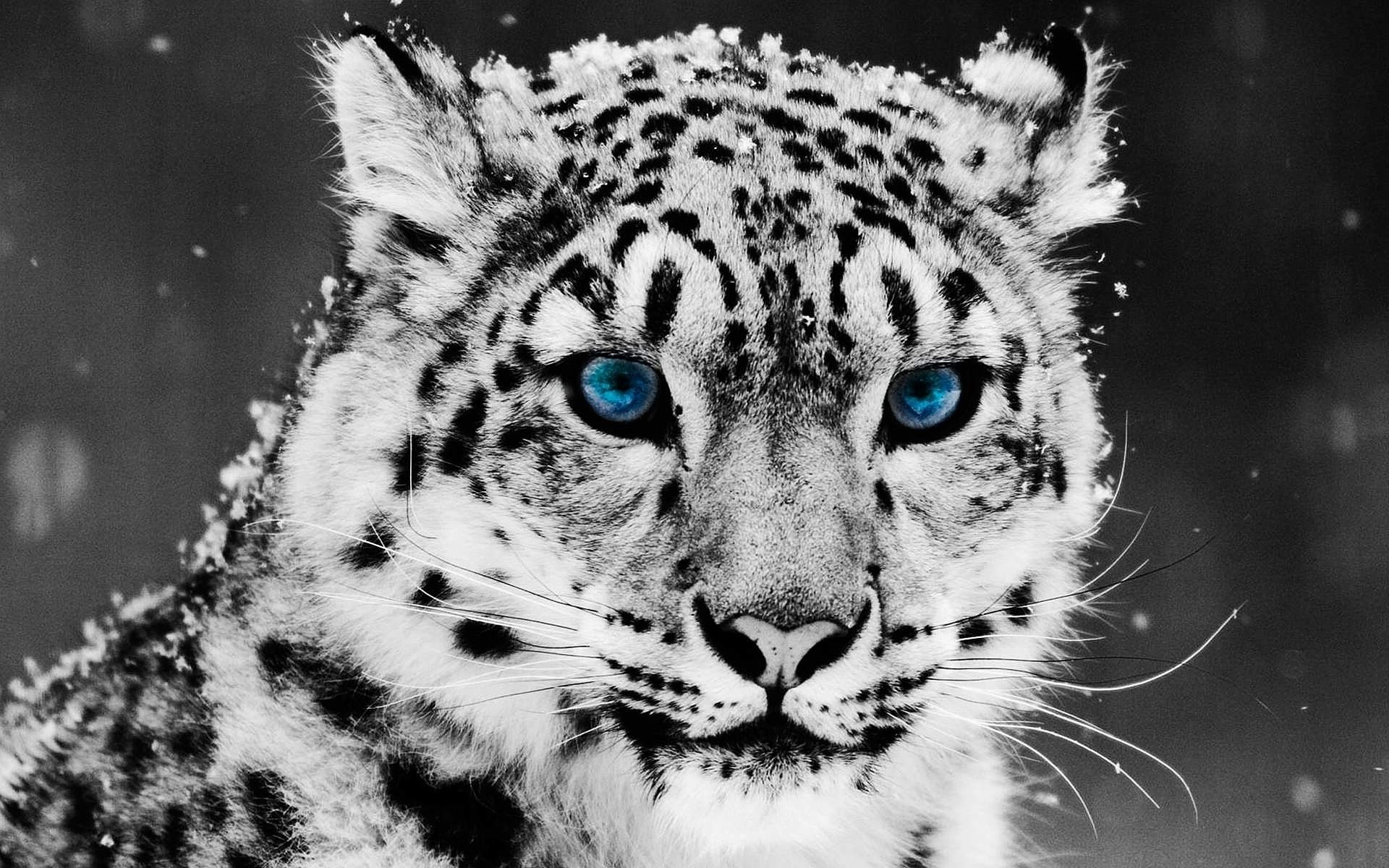 Wallpaper Snow Leopard Wallpapers