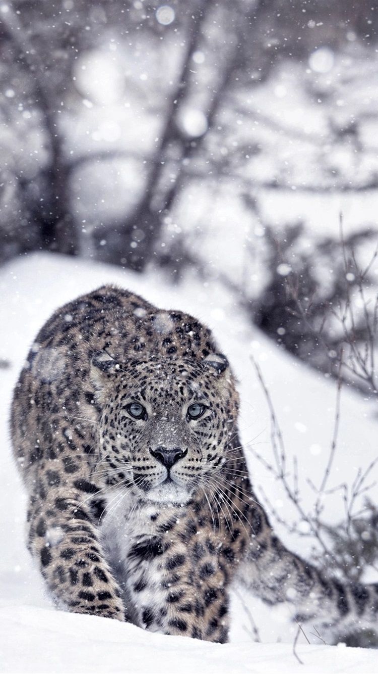 Wallpaper Snow Leopard Wallpapers