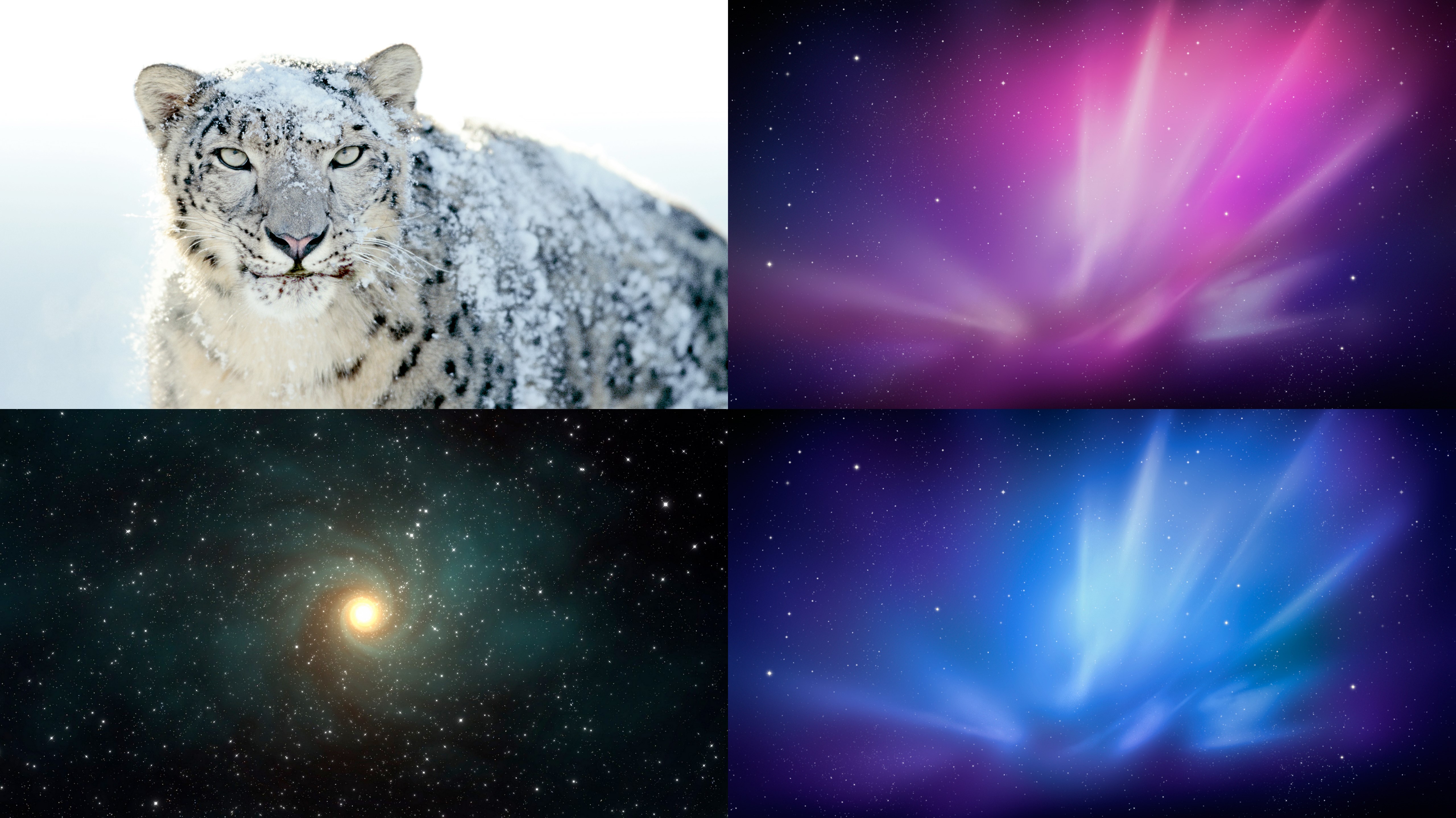 Wallpaper Snow Leopard Wallpapers