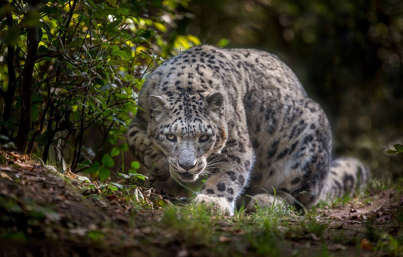 Wallpaper Snow Leopard Wallpapers