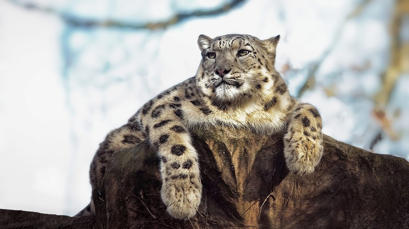 Wallpaper Snow Leopard Wallpapers