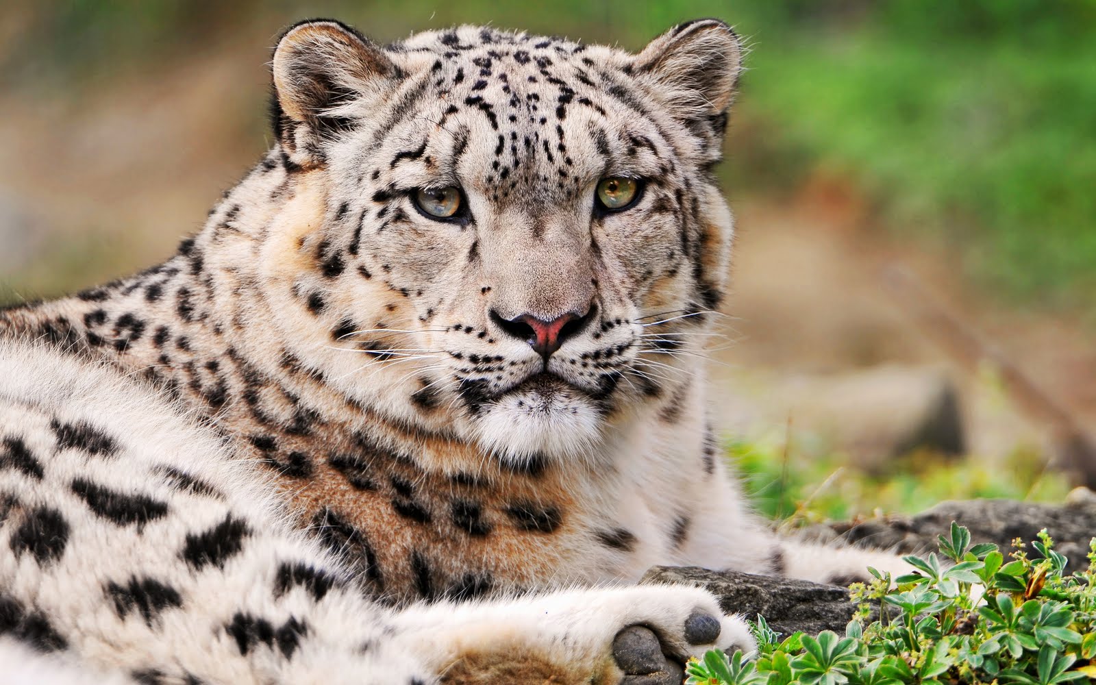 Wallpaper Snow Leopard Wallpapers