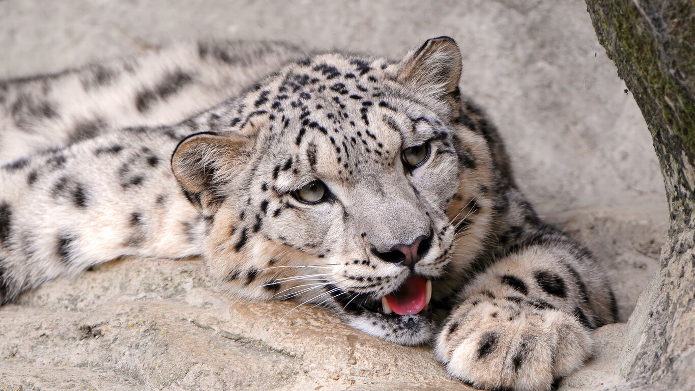 Wallpaper Snow Leopard Wallpapers