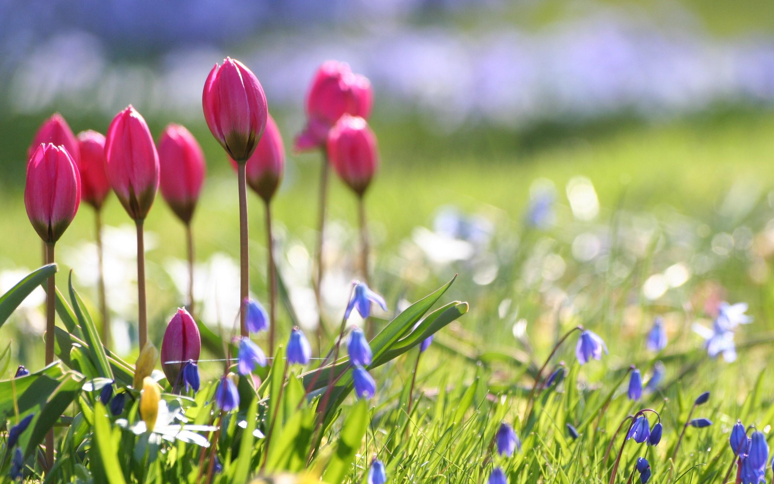 Wallpaper Spring Pictures Wallpapers