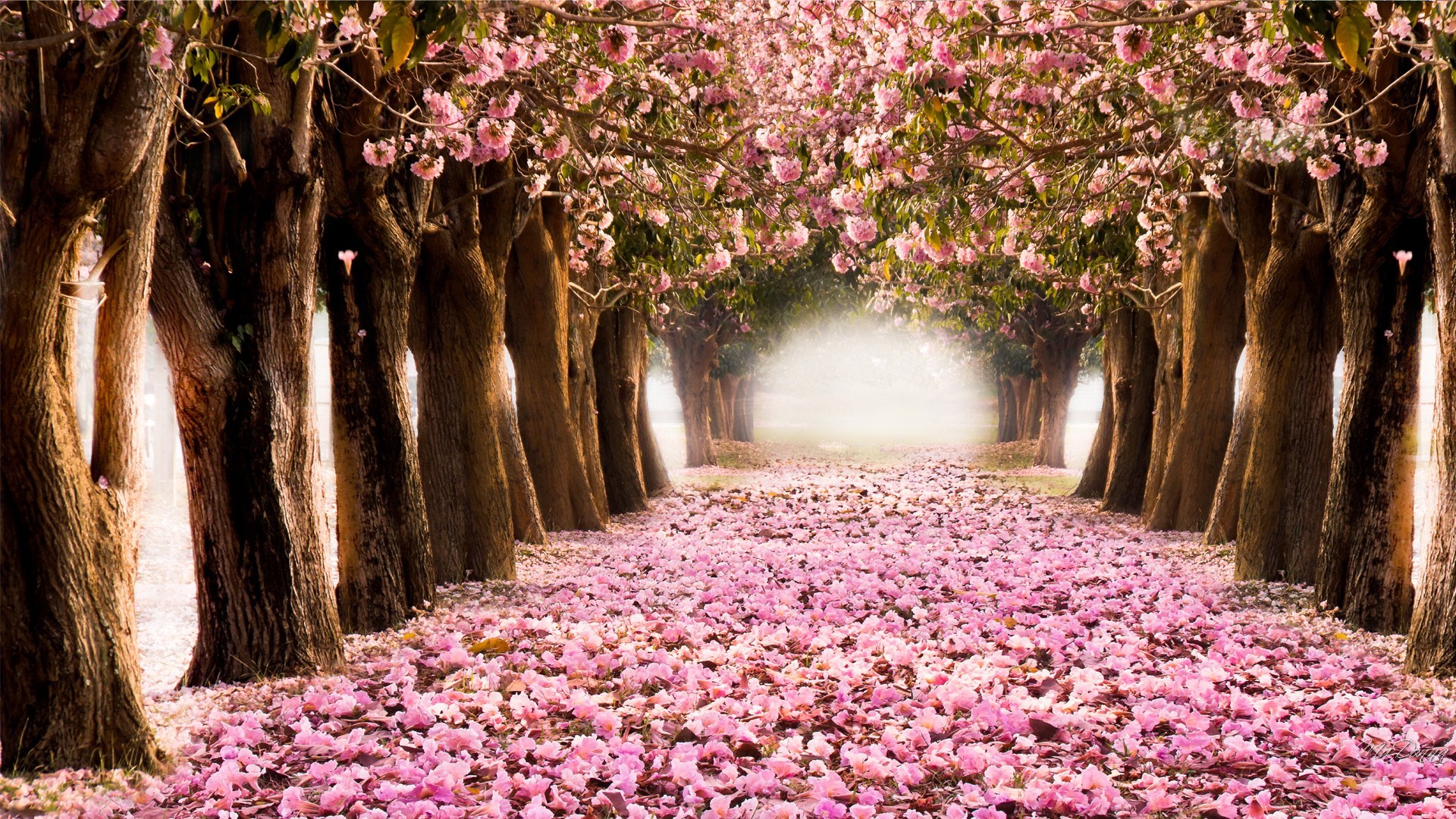 Wallpaper Spring Pictures Wallpapers