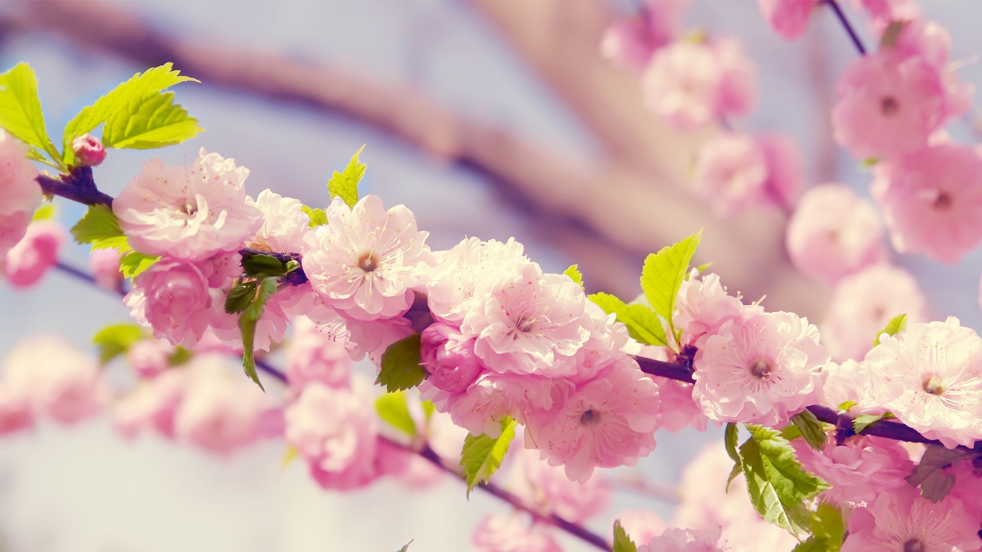 Wallpaper Spring Pictures Wallpapers