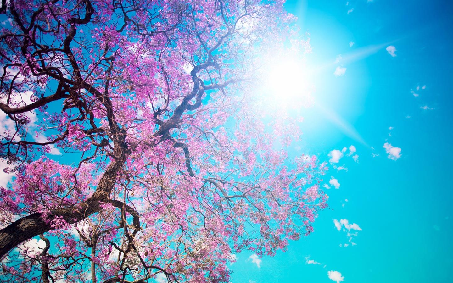 Wallpaper Spring Pictures Wallpapers