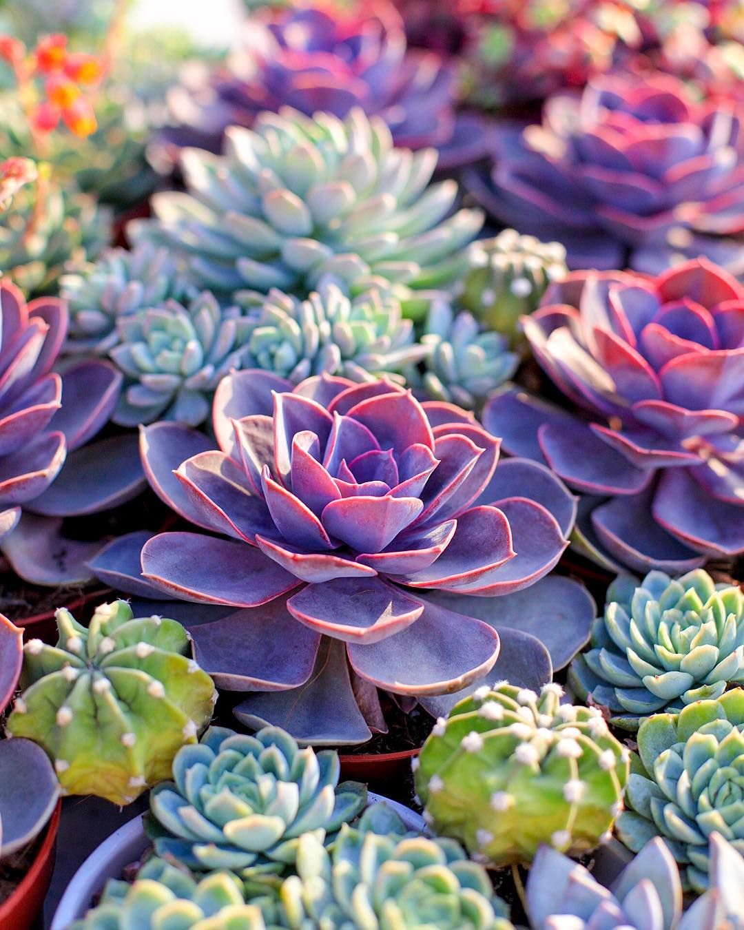 Wallpaper Succulents Wallpapers