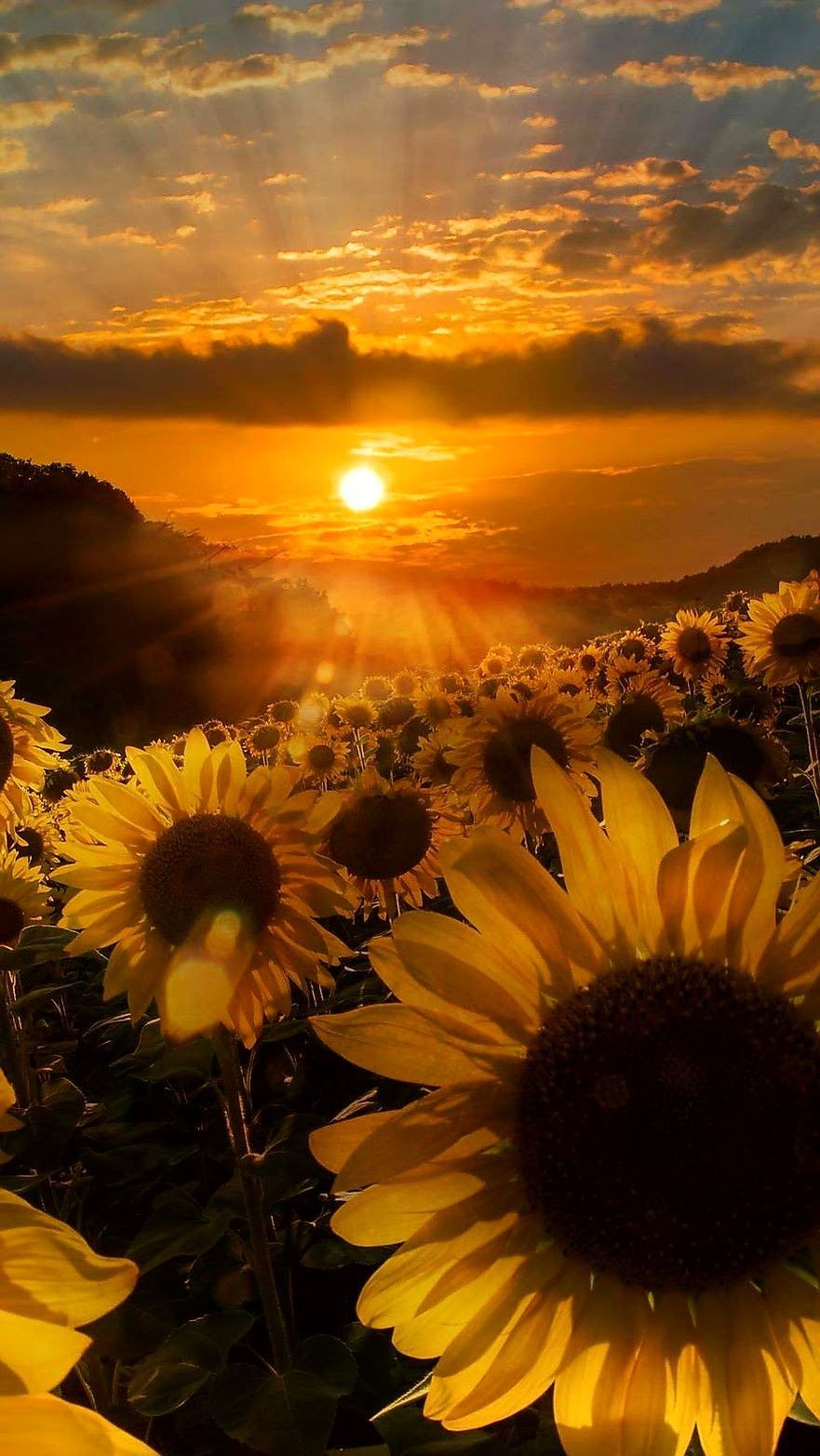 Wallpaper Sunflower Background