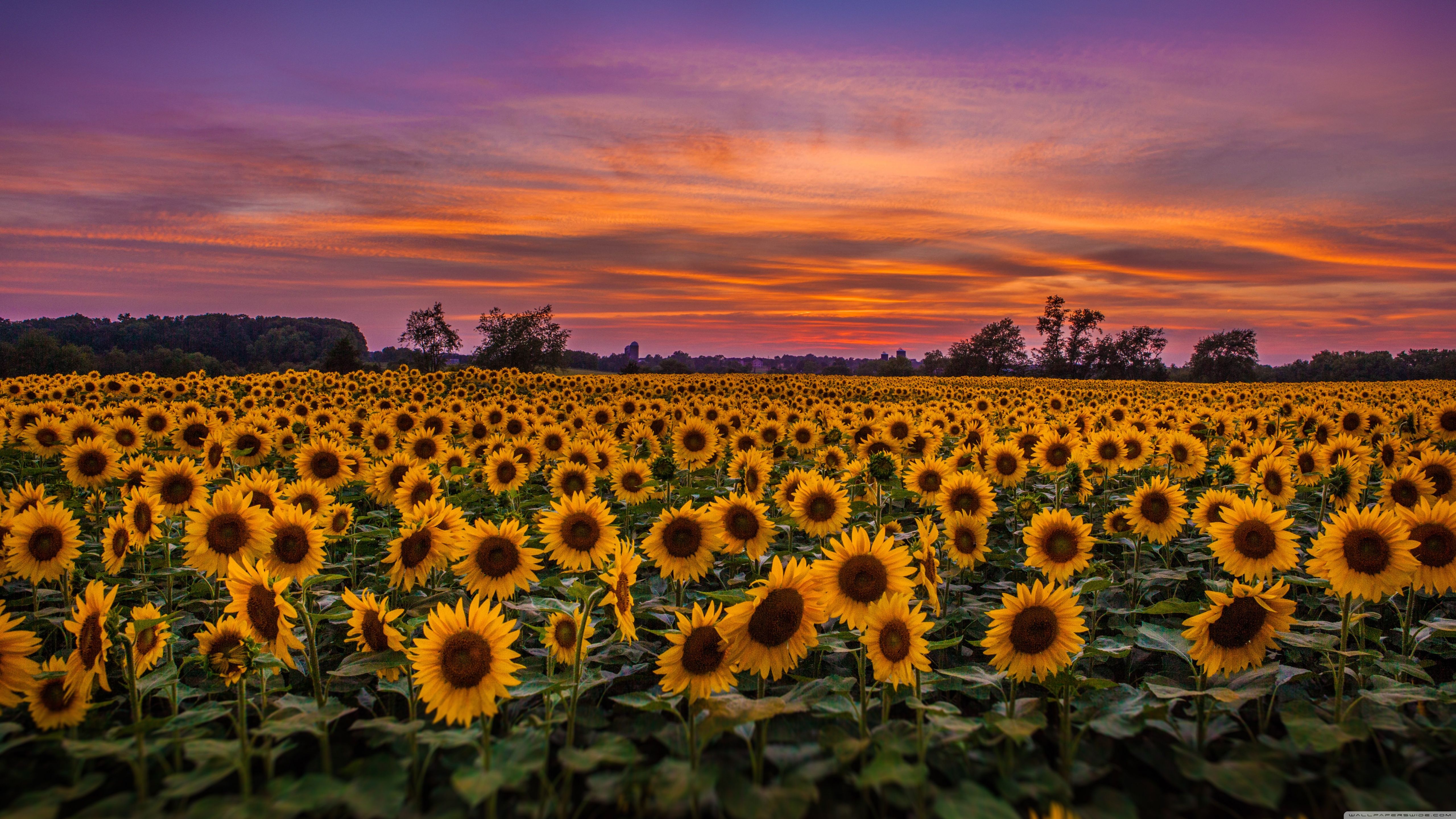 Wallpaper Sunflower Background