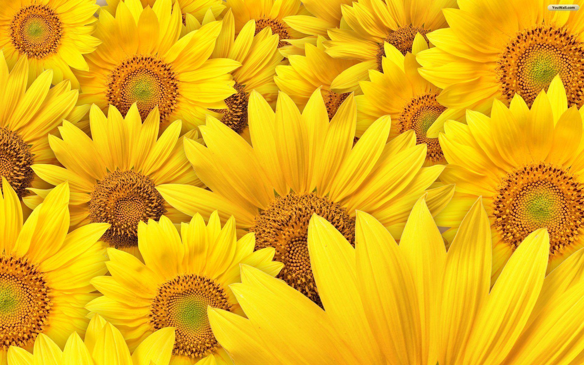 Wallpaper Sunflower Background