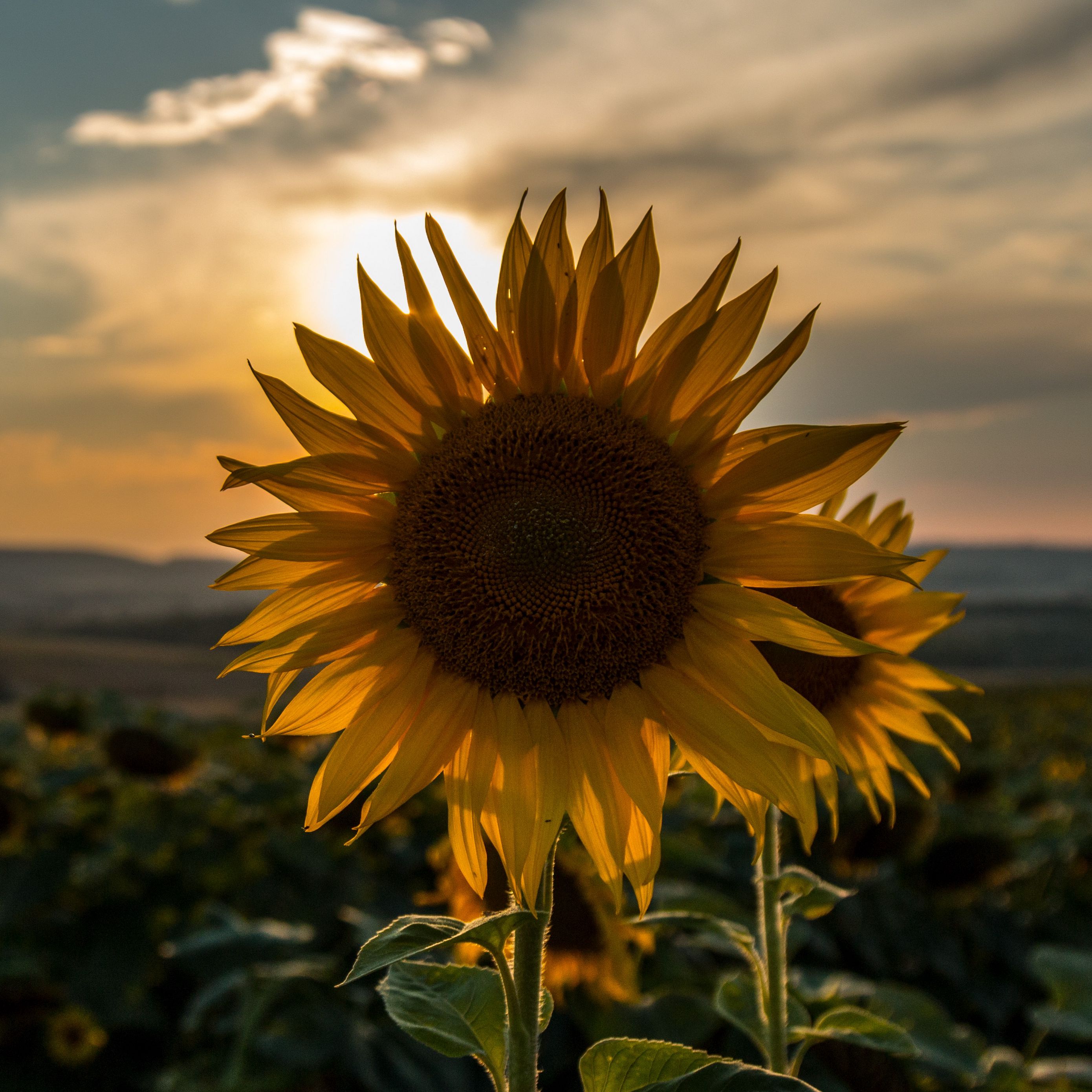 Wallpaper Sunflower Background